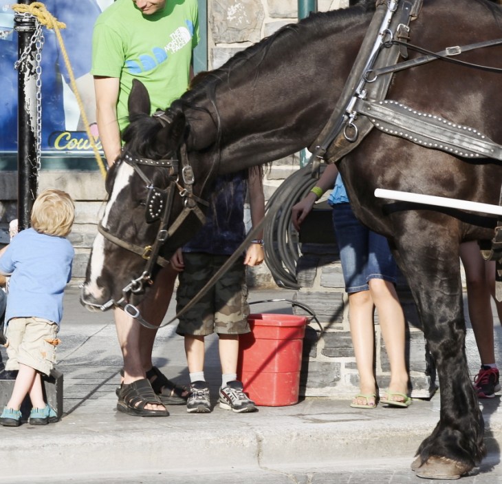 Horse-and-carriage-1774x1183_2
