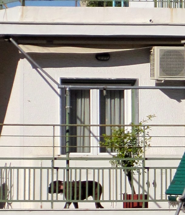 Balcony dog