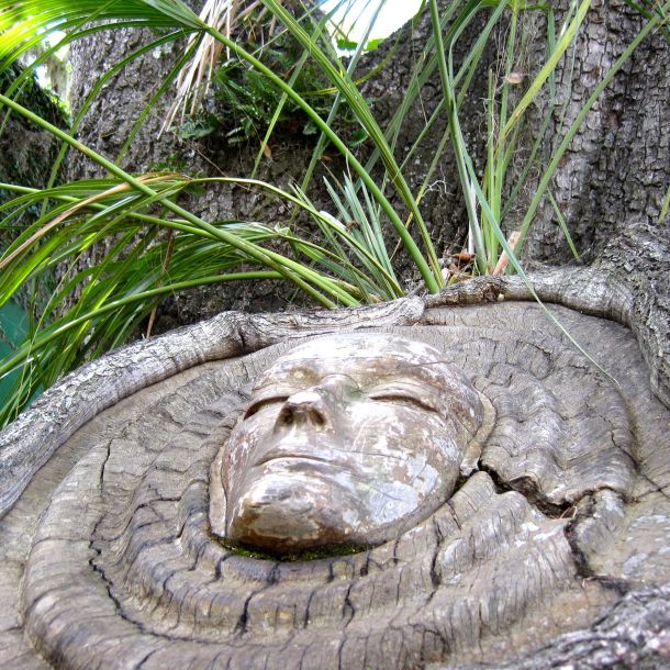 Murphy's tree spitit