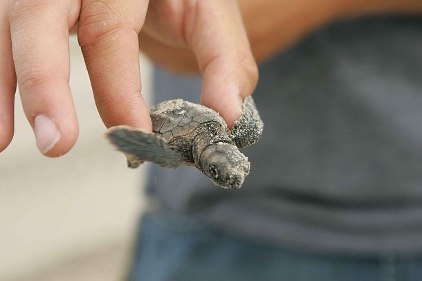 Baby loggerhead