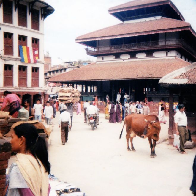 Kathmandu Square Cow