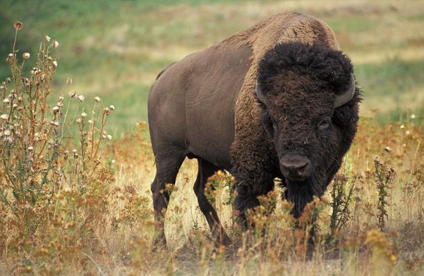 1024px-Buffalo_American_animal