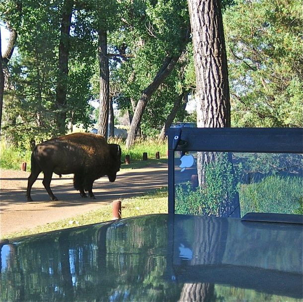 Buffalo by the truck