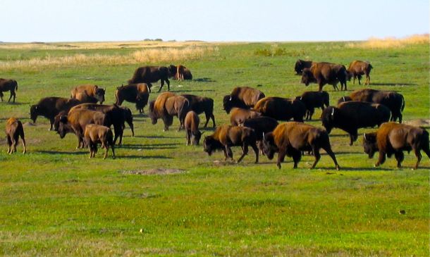 Buffalo Herd