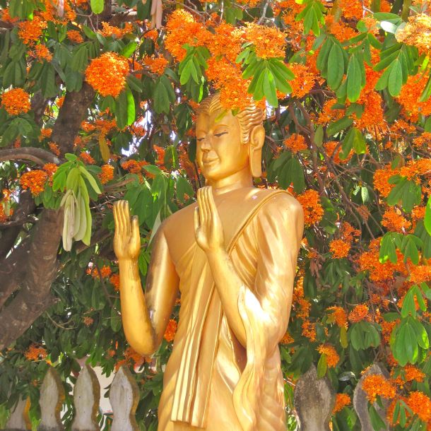 Luang Prabang Buddha Orange Blossoms