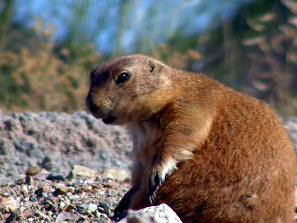 Prairie_dog_(1)