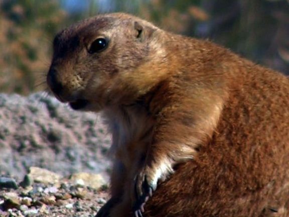 prairie dog