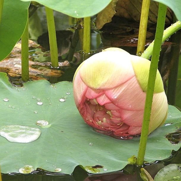 Lotus bud