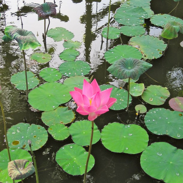 Pink Lotus in pond