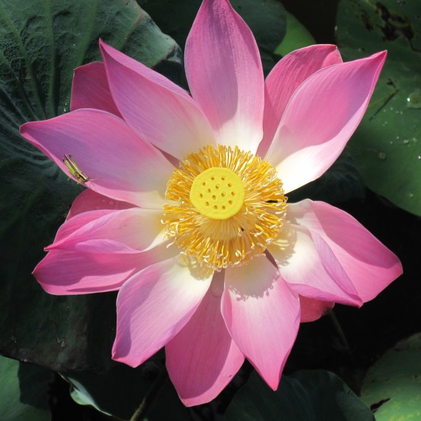 Pink Lotus