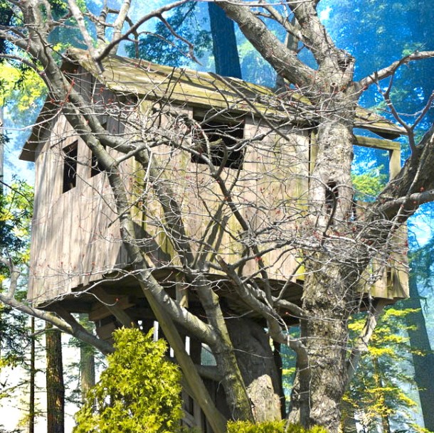 Trees house