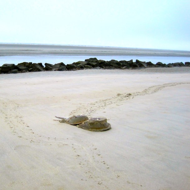Horseshoe Crabs sq