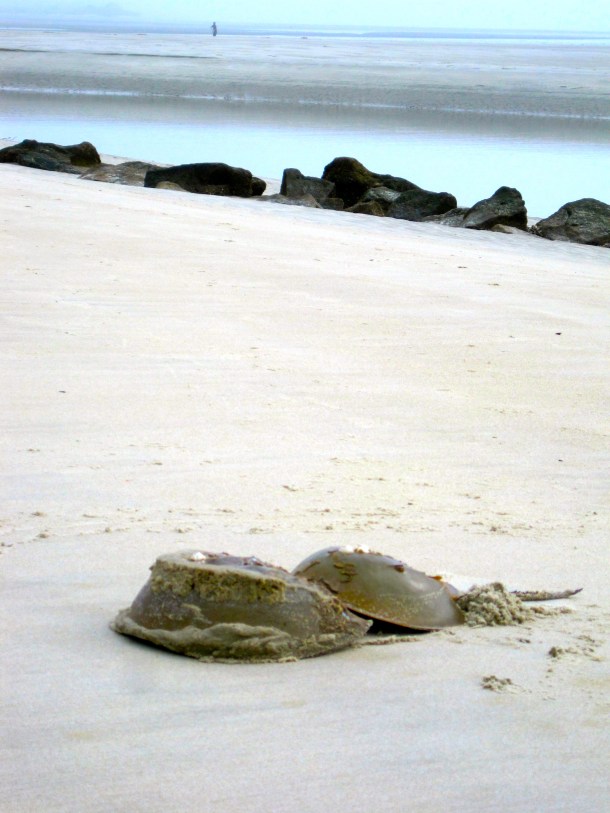 Horseshoe Crabs