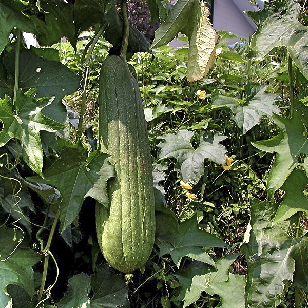 Luffa_aegyptica