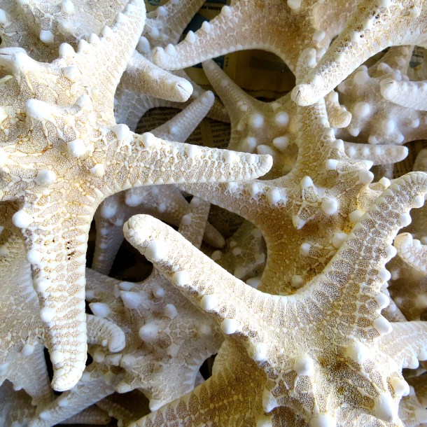 Sea Stars