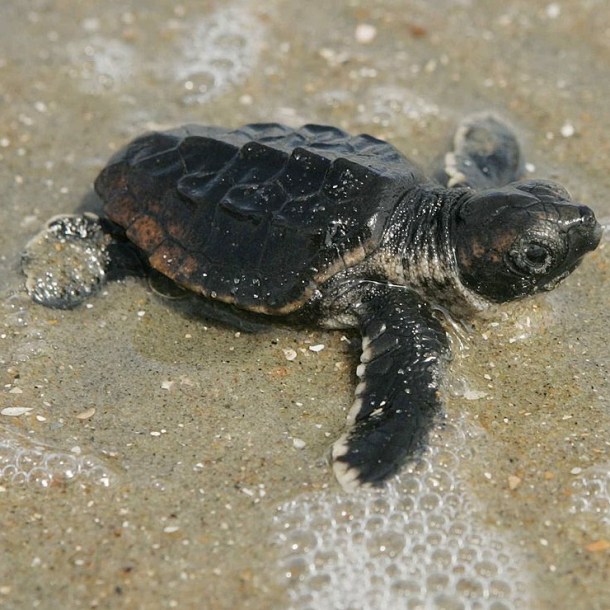 Baby_loggerhead_turtle_detailed_close_up