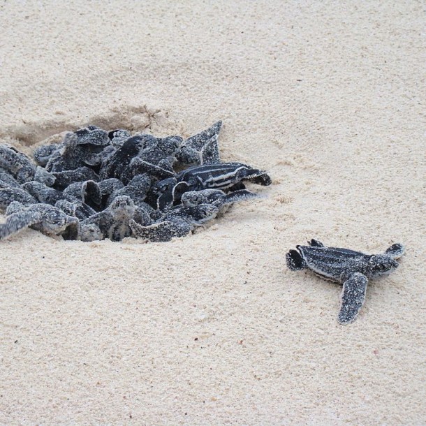 Loggerhead hatchlings
