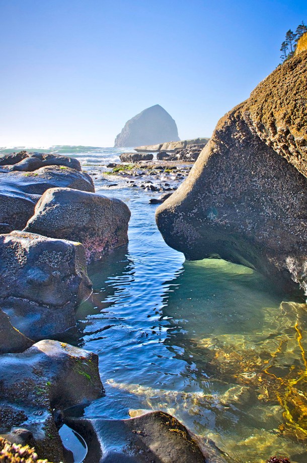 Oregon Tide Pool