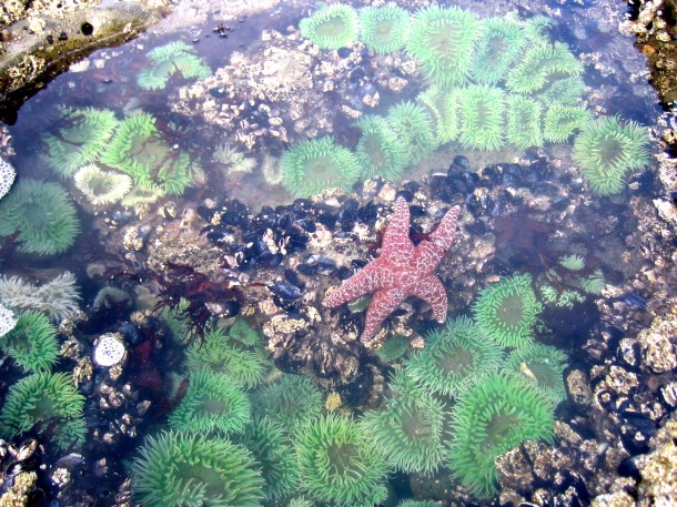 Sea Star and Anemone