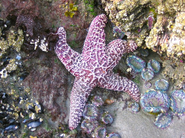 Sea Star