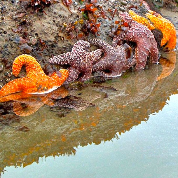 Sea Stars in a row