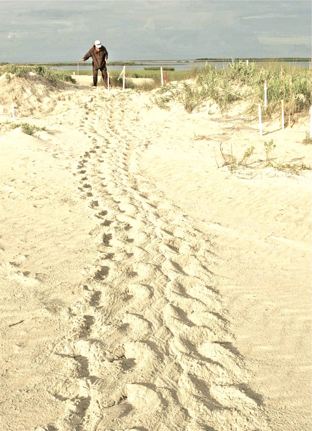 sea turtle crawl - Version 2