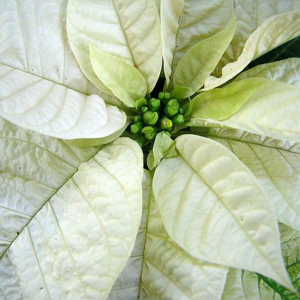 White pointsettia