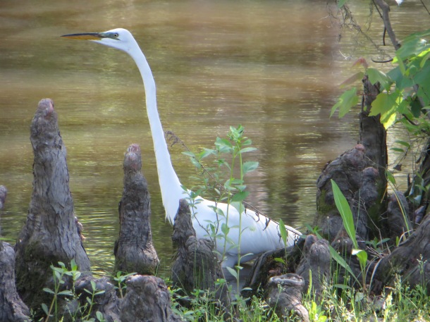 Egret Hunting in Cypress Knees