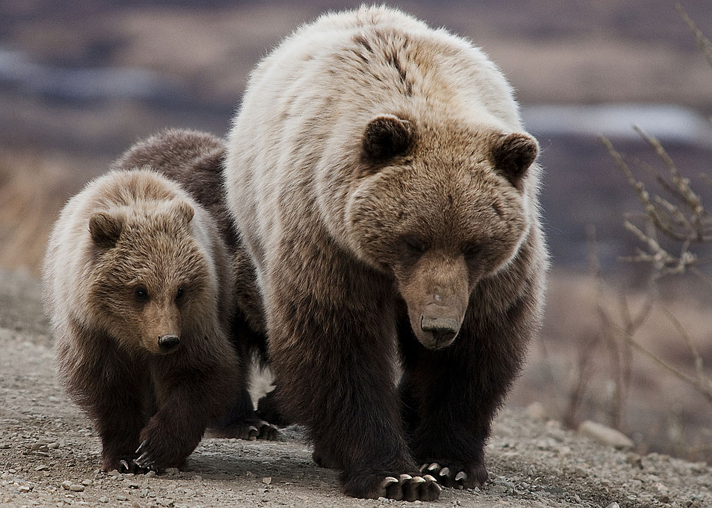 Grizzly Bear w Cubs