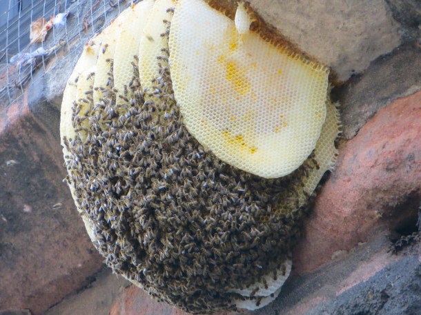 Beehive Closeup