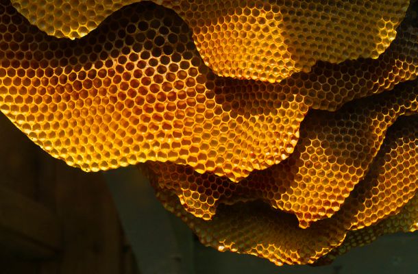 Honeycomb_structure_(6248780733)
