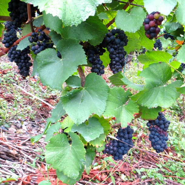 Grapevines