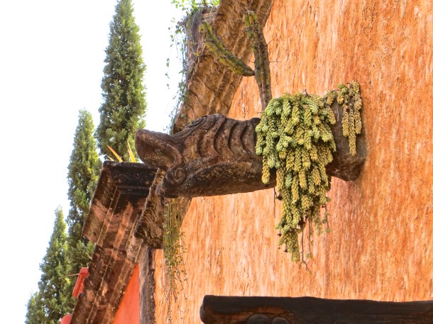 San Miguel Succulent in Waterspout