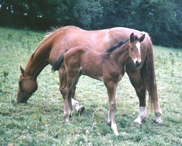 Mare and Foal
