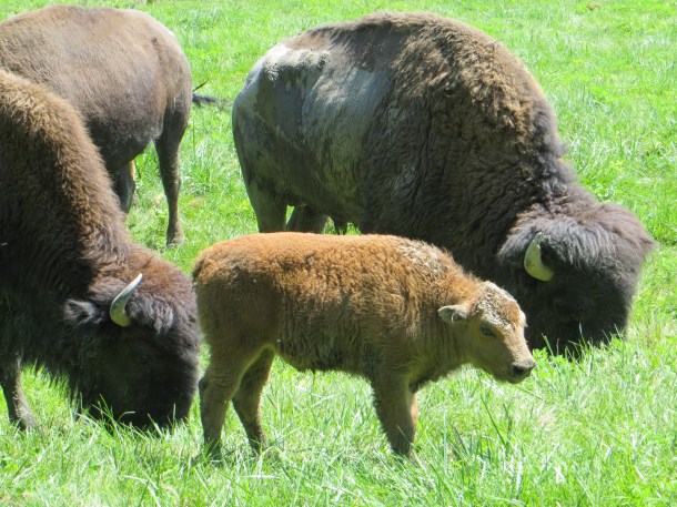 Bison Calf