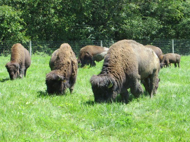 Bison Herd