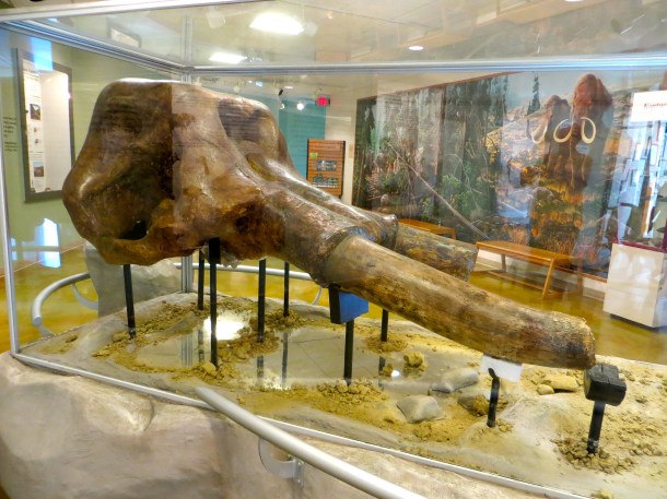 1,000 Pound Mastodon Skull