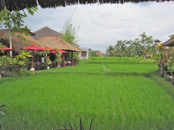 Rice Paddy off Porch