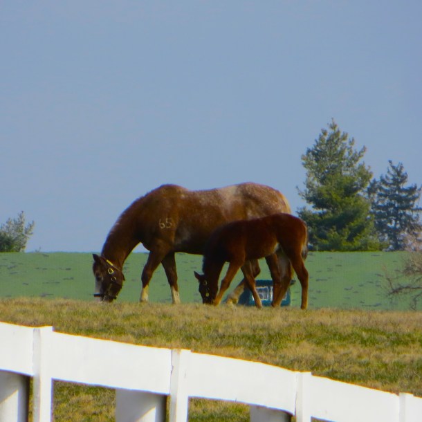 Grazing on Kentucky's Calcium-Rich Bluegrass