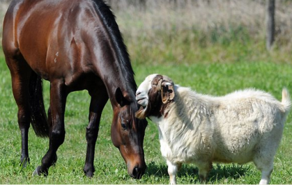 Black Caviar, an Australian superstar sprinter, and Billy, the goat.