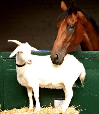 Horizons, a thoroughbred filly and Betsy, the one-horned pet goat .