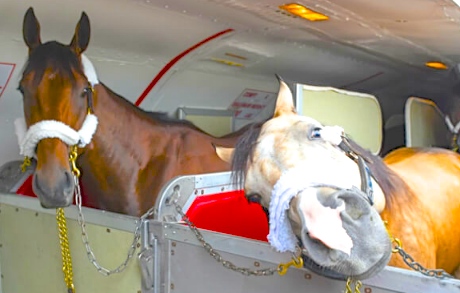 American Pharoah with Smokey, his companion and calmer of nerves.