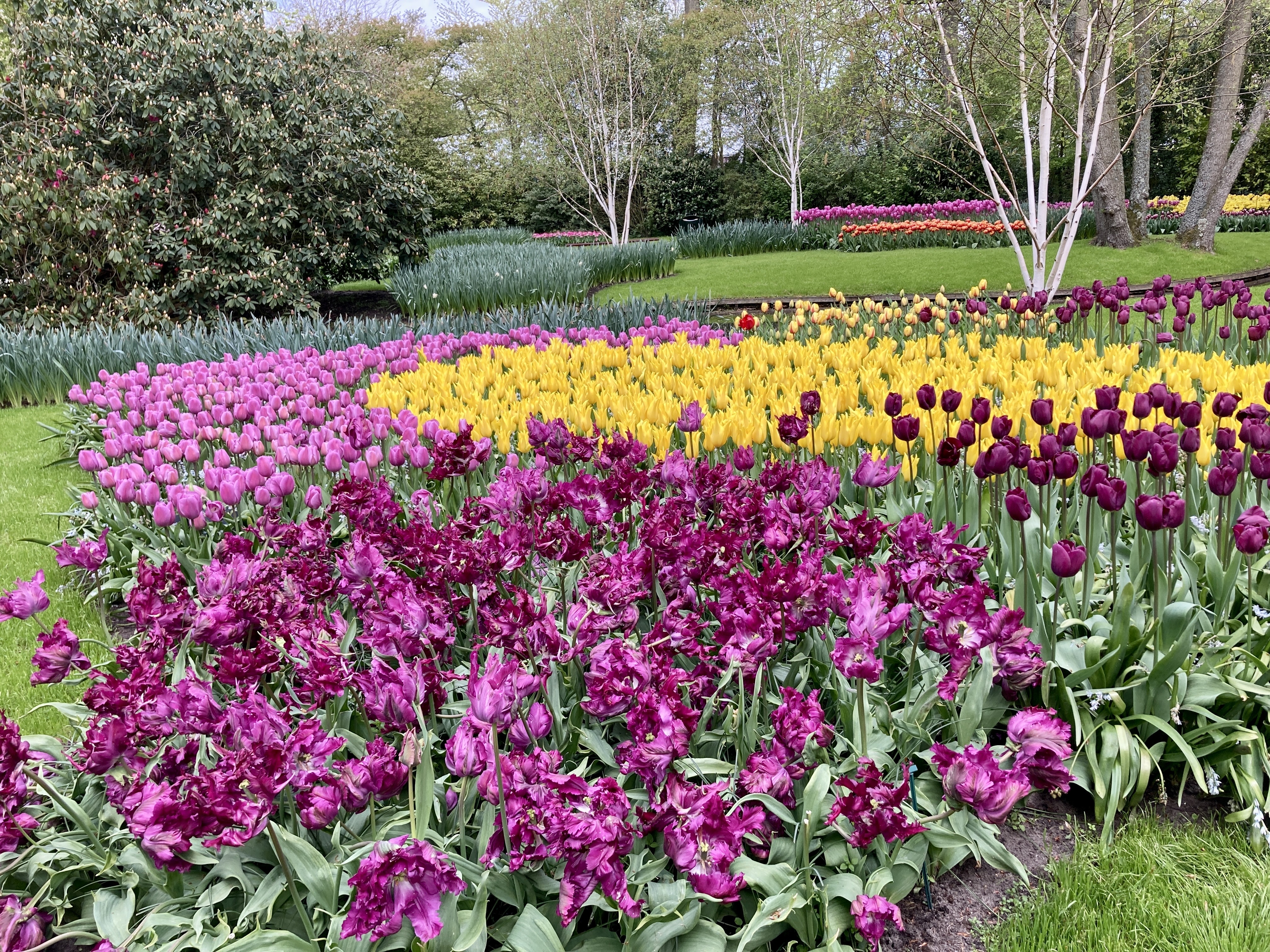 The Keukenhof Tulips: The First Flames of Spring – GALLIVANCE